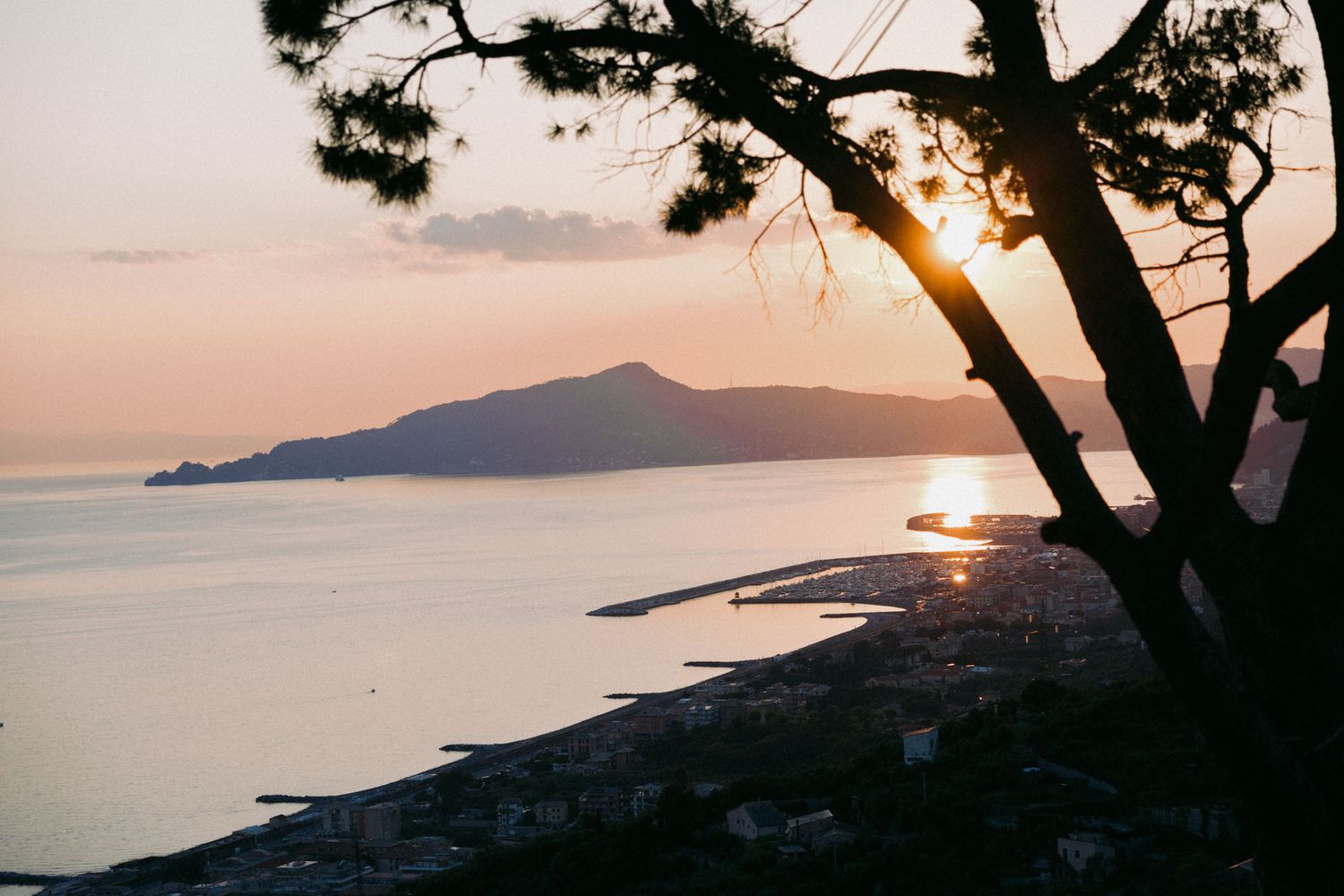 Silhouetted pine tree frames a stunning coastal sunset over mountains and calm ocean waters.