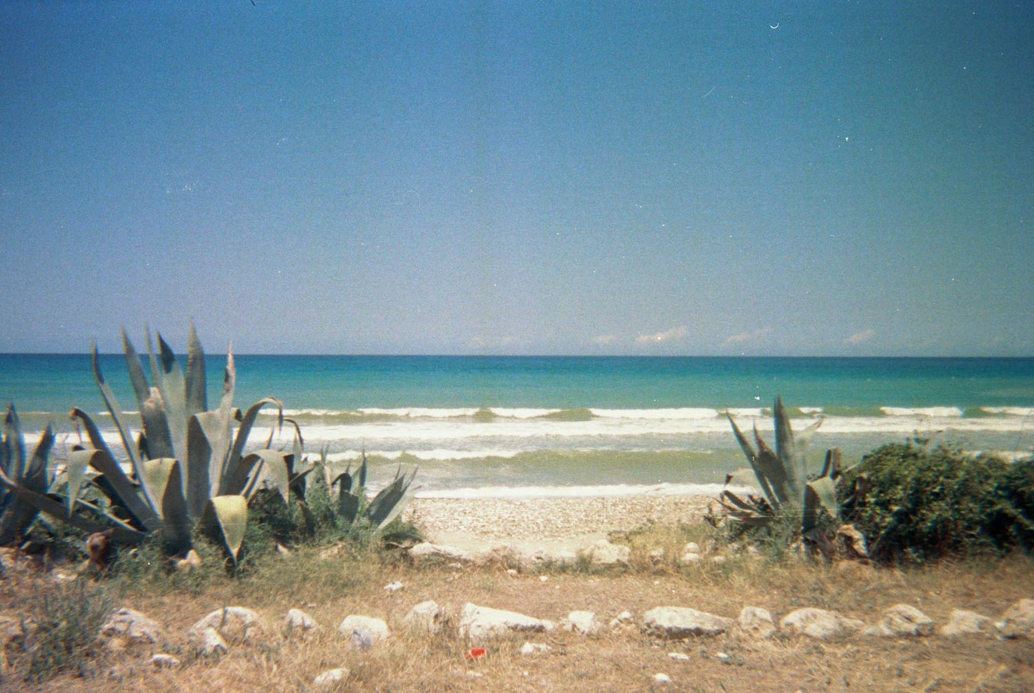 Scenic beach landscape with palm plants and white sand against a bright blue ocean and sky.