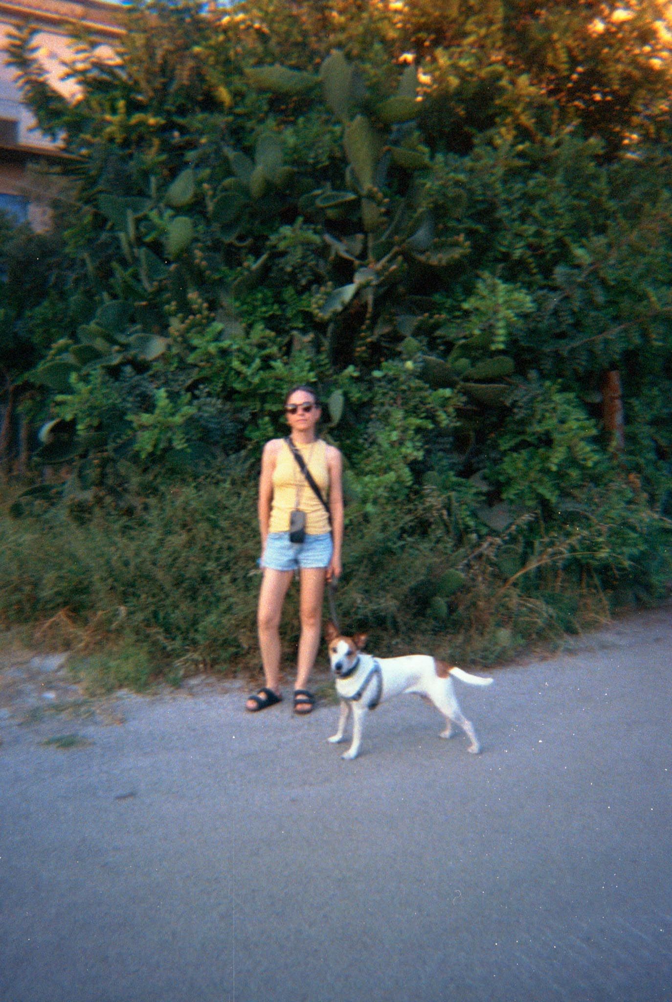 A person in shorts and sunglasses walks their black and white dog along a tree-lined path on a sunny day.