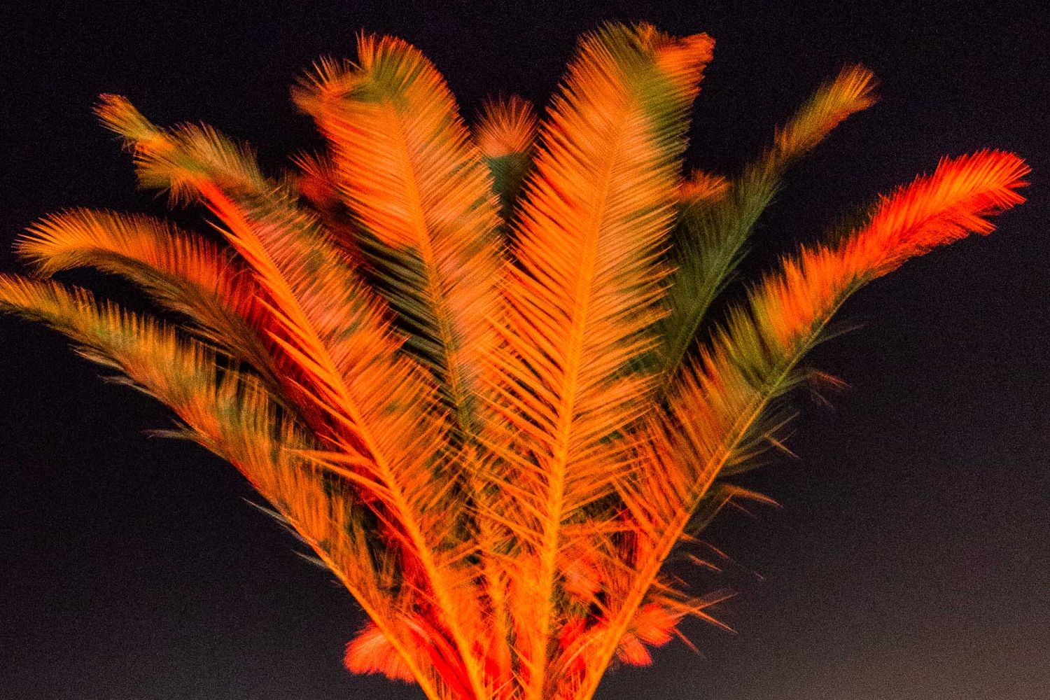 Orange palm fronds illuminated against a dark background creating a vibrant tropical display.