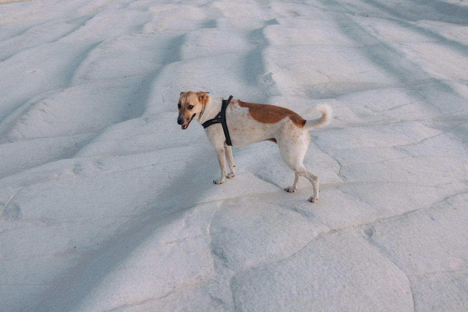 Beagle dog walking through deep snow in winter landscape, leaving paw prints behind in fresh powder.