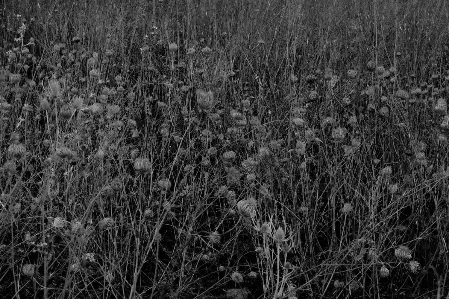 Black and white nature photography of tall grasses and wildflowers in a meadow at dusk.