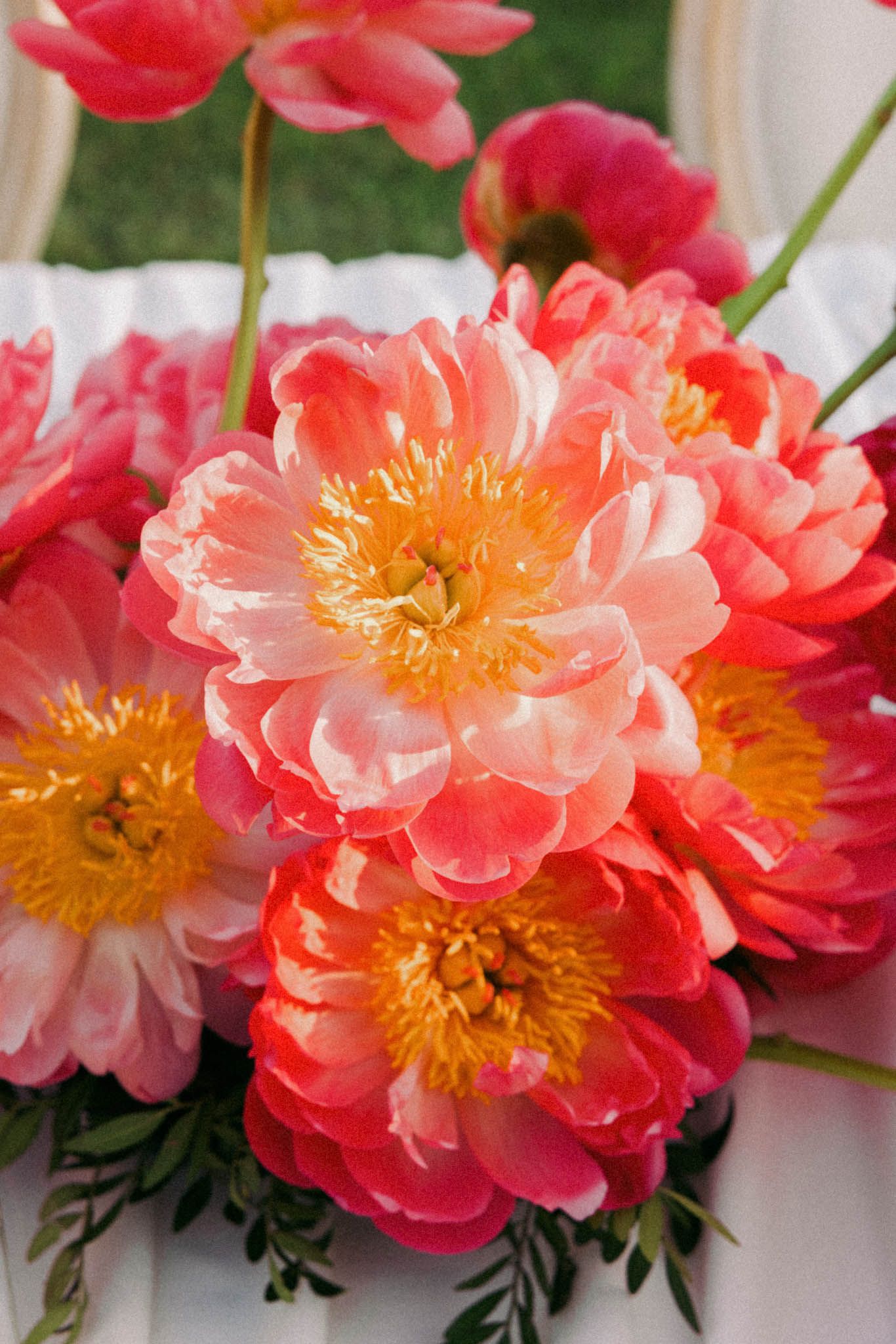 Beautiful coral peonies with bright yellow centers in full bloom display delicate ruffled petals against a green background.