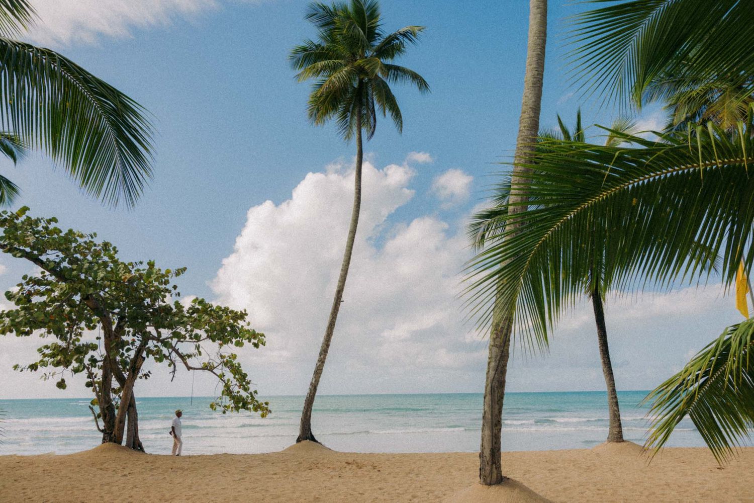 Tropical beach paradise with swaying palm trees along turquoise waters and white sandy shoreline under blue skies.