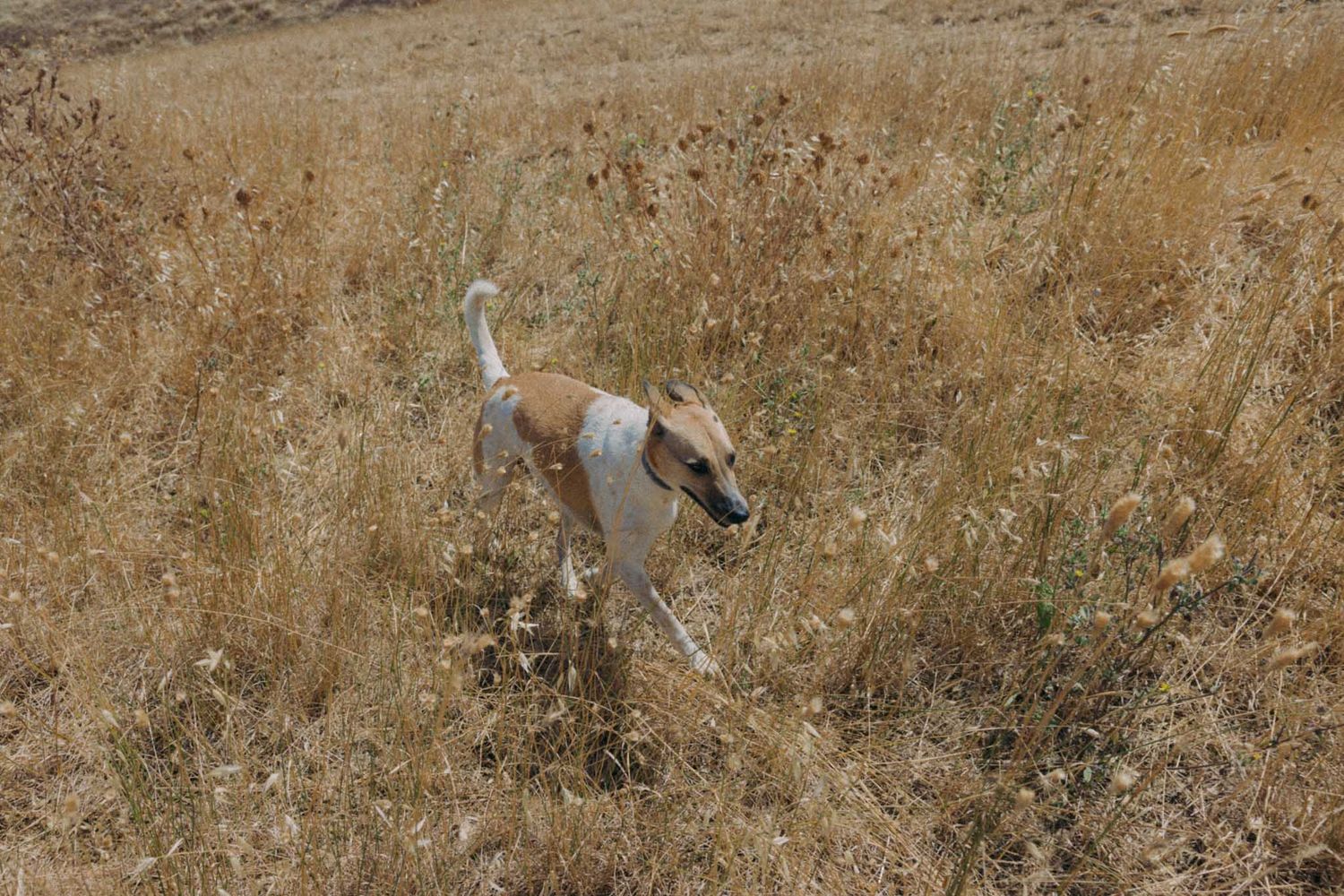 Figure traversing across a sun-dried hillside covered in golden wheat stalks.