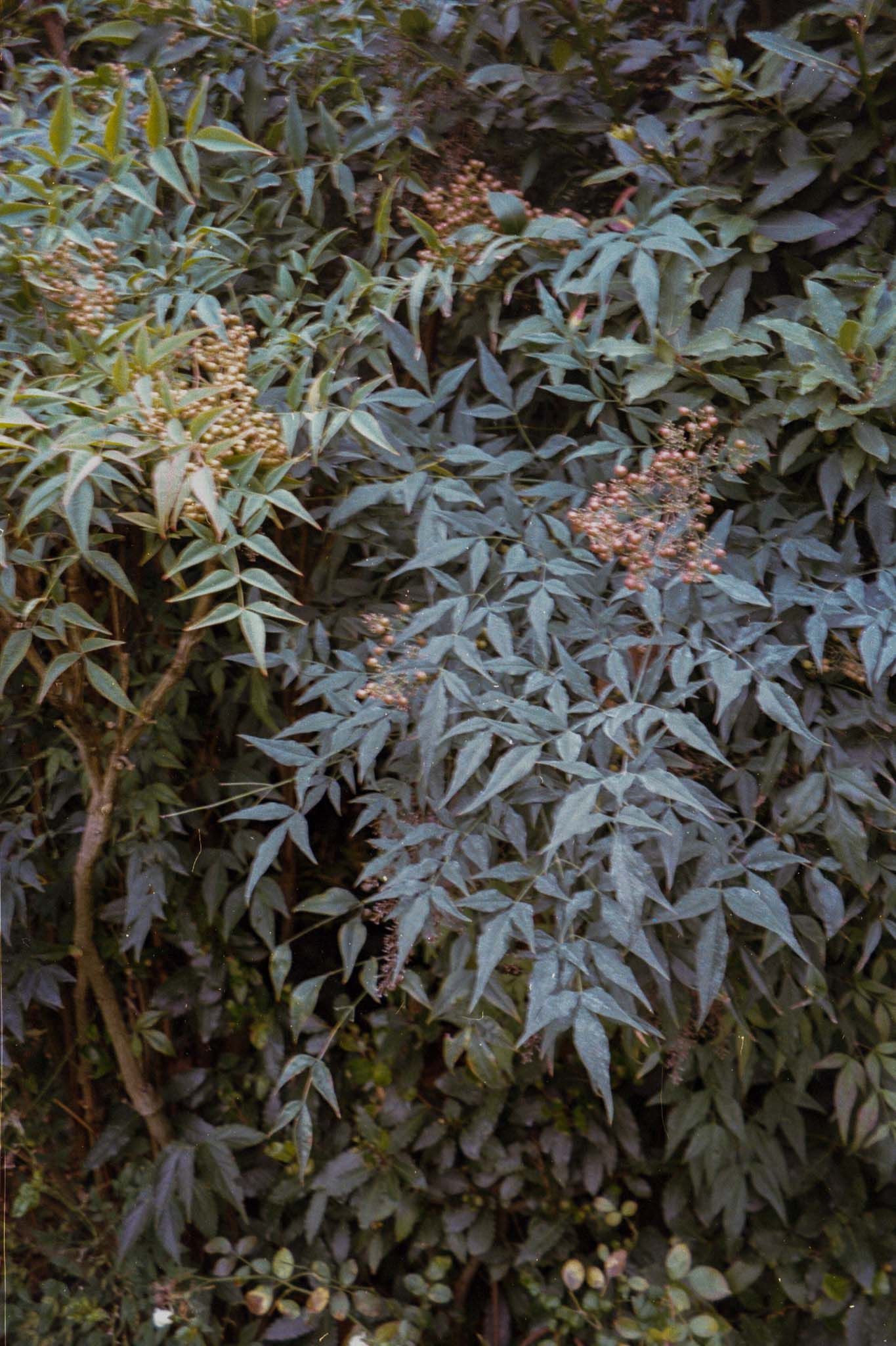 Dense foliage of green and purple leaves creating a natural garden backdrop.