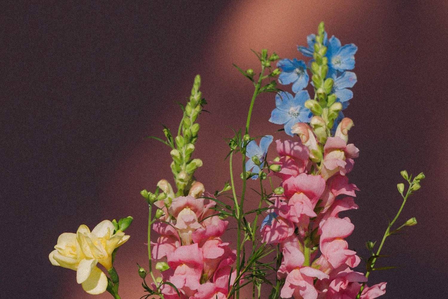 Delicate pink and yellow snapdragon flowers arranged against a dark background in soft lighting.