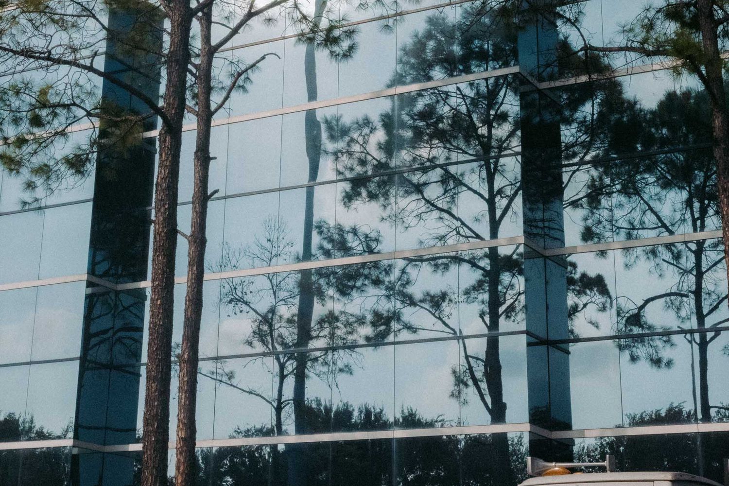 Tall pine trees frame a modern glass office building facade reflecting the sky and forest surroundings.