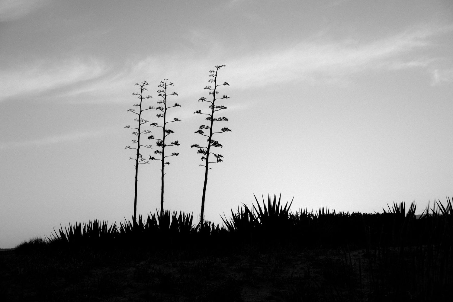 Silhouetted agave plants and tall flowering stalks stand against a moody black and white sky at sunset.