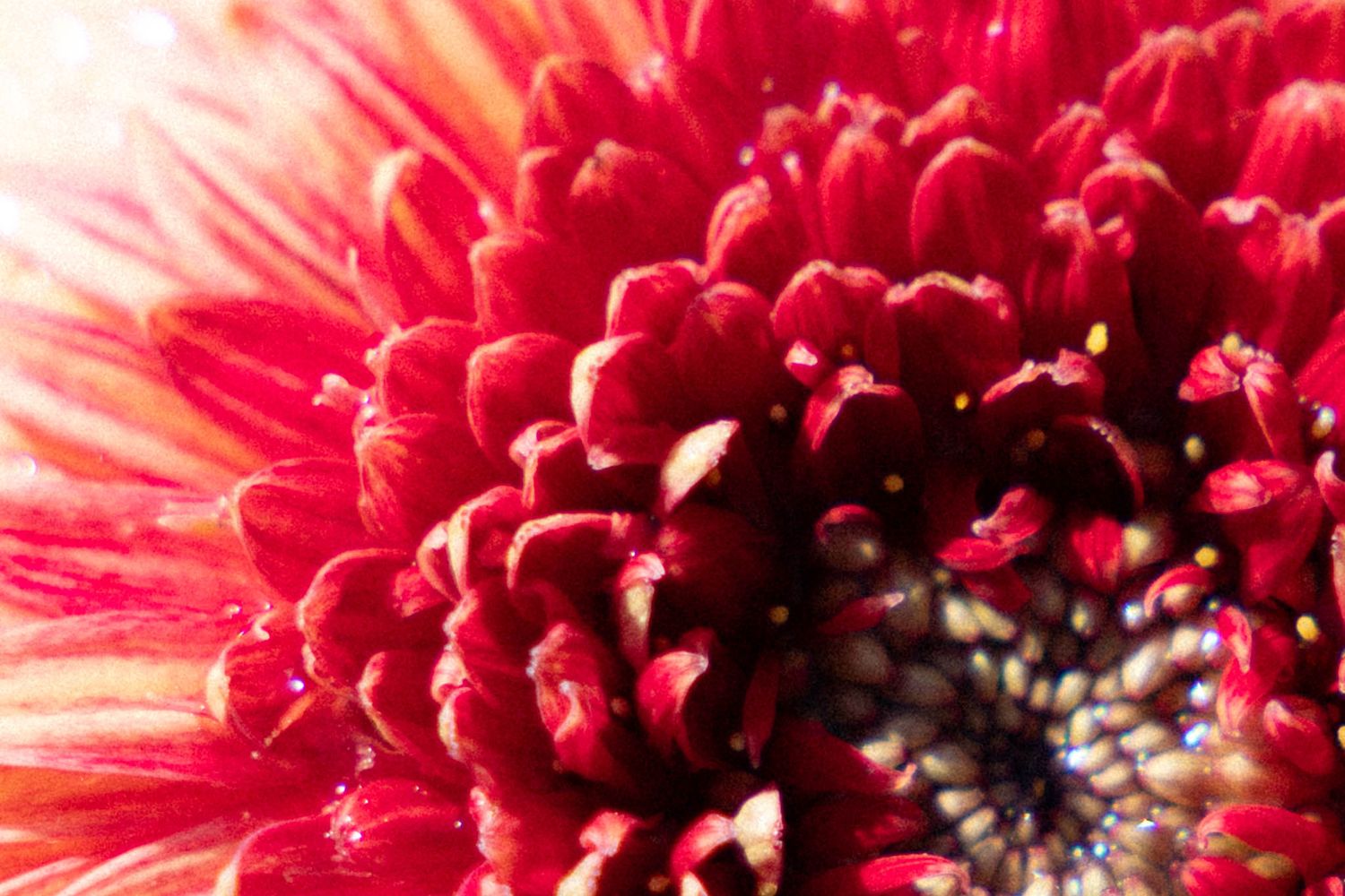 Vibrant red gerbera daisy flower macro photograph showing delicate petals and dark center in stunning detail.