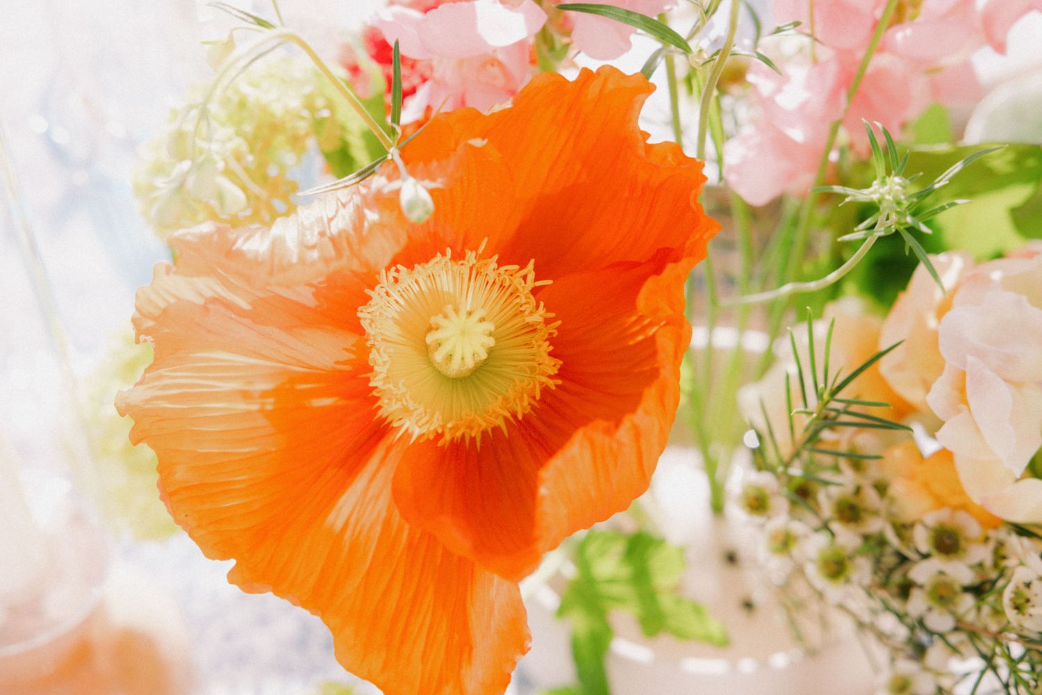 Delicate pink and vibrant orange poppies bloom in soft natural light against a blurred background.