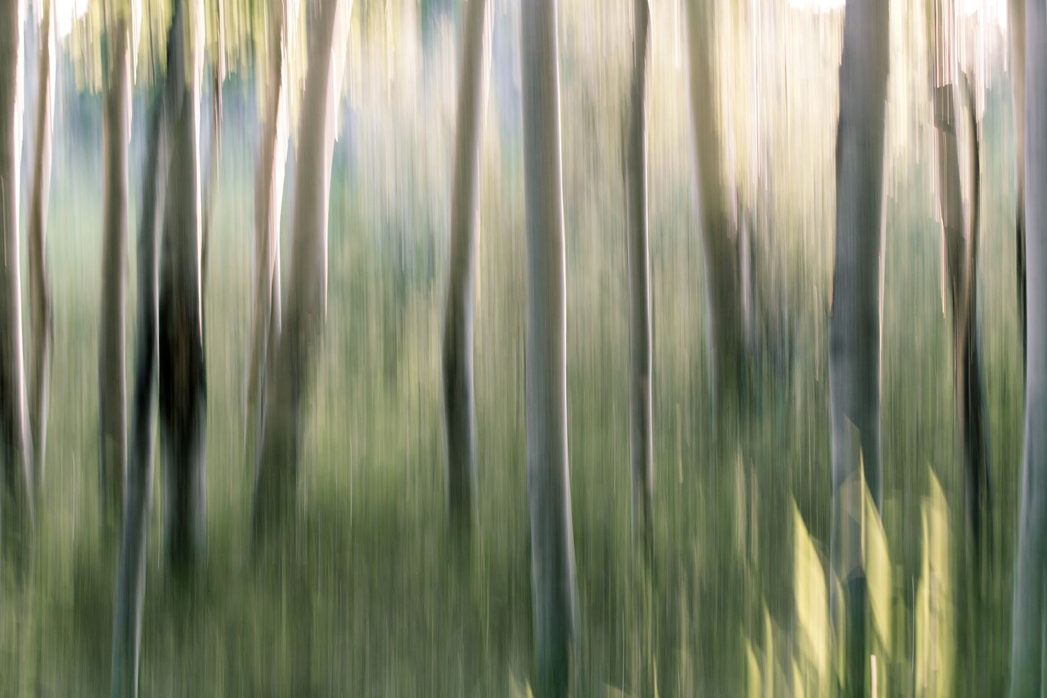 Abstract forest photograph with vertical motion blur, depicting aspen trees softened into flowing lines of light and green.