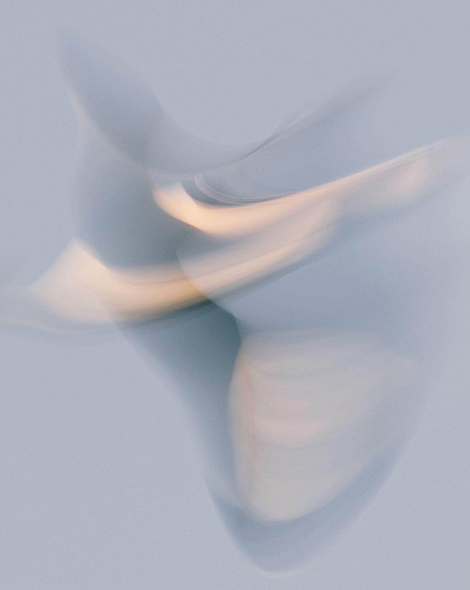 Blurred motion photograph of a bird in flight, softened by gentle light and set against a pale gray background.