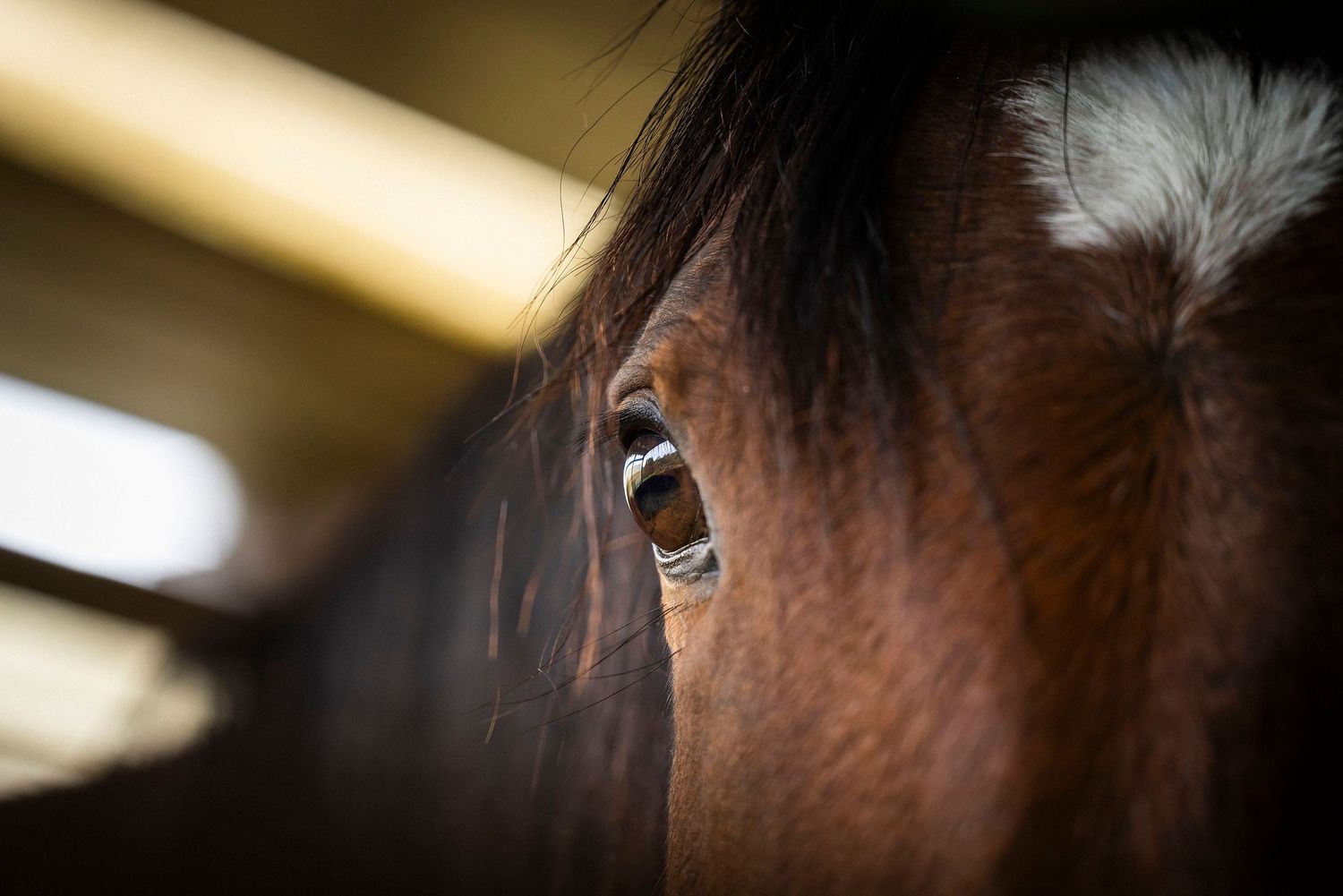 Close-up view of a horse's eye and face showing rich brown coloring and gentle expression.
