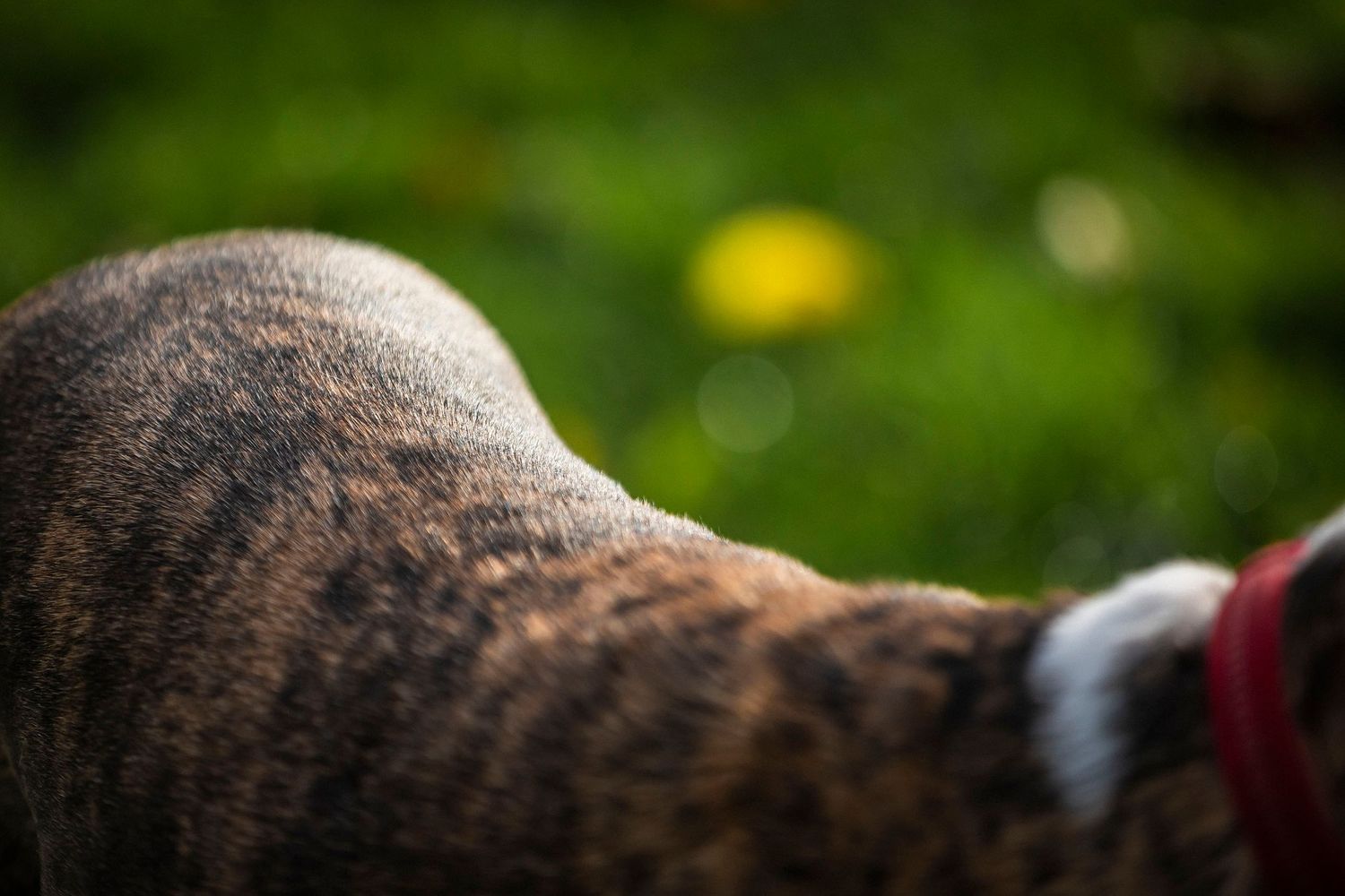Close-up detail of dog fur and leashes during an outdoor walk.Claire Bourguin Bourgain Bourgoin Bourquin - Photographe Bruxelles Belgique