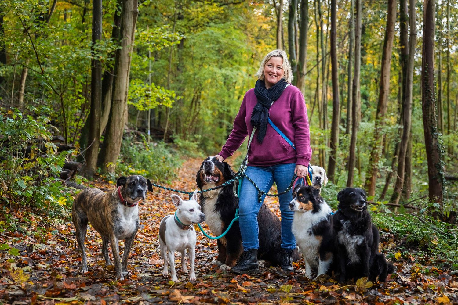 Dogs and their handlers walking through a colorful autumn forest trail.Claire Bourguin Bourgain Bourgoin Bourquin - Photographe Bruxelles Be