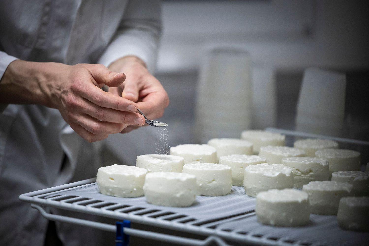 Fresh cheese rounds arranged on metal racks during the cheesemaking process. Claire Bourguin Bourgain Bourgoin Bourquin - Photographe Bruxel