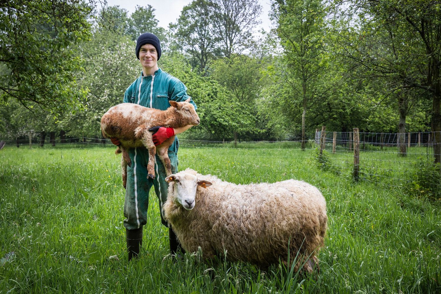 Pastoral scene of sheep in a grassy field with shepherds tending the flock. Claire Bourguin Bourgain Bourgoin Bourquin - Photographe Bruxell