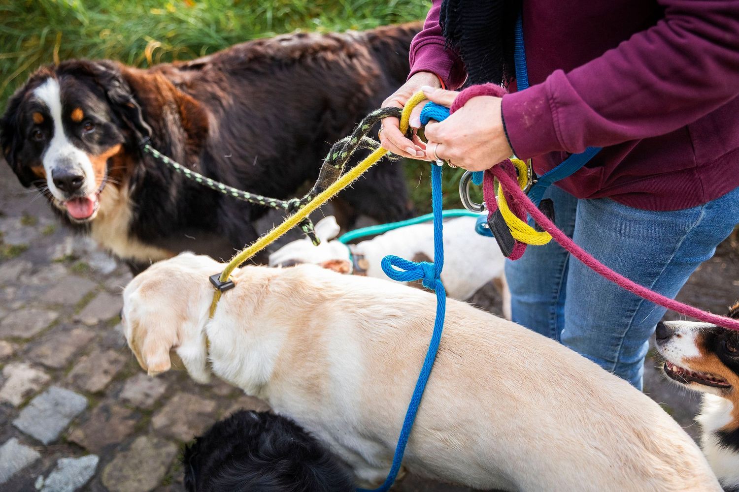 Multiple dogs on colorful leashes being walked together on a stone path.Claire Bourguin Bourgain Bourgoin Bourquin - Photographe Bruxelles B