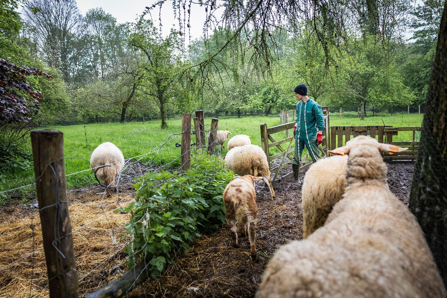 Sheep grazing in a lush green pasture surrounded by trees and natural landscape. Claire Bourguin Bourgain Bourgoin Bourquin - Photographe Br