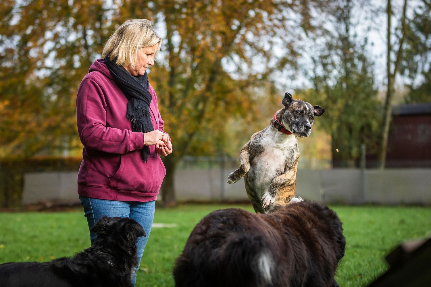 Group of dogs sitting together with handlers in an autumn field setting.Claire Bourguin Bourgain Bourgoin Bourquin - Photographe Bruxelles B