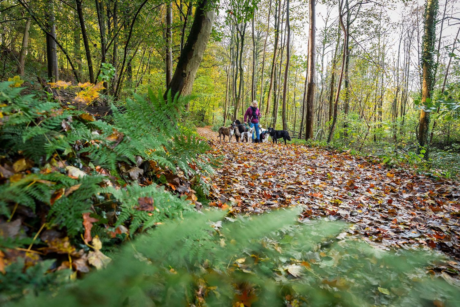 Scenic forest path covered in fallen autumn leaves with dogs and people walking.Claire Bourguin Bourgain Bourgoin Bourquin - Photographe Bru