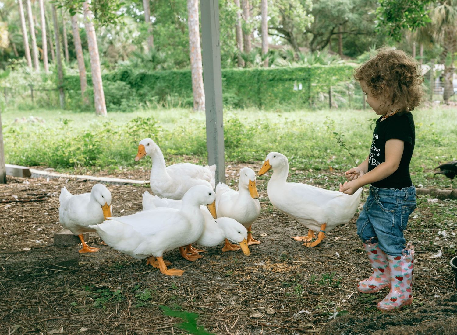 A young curly-haired girl in rain boots feeding a group of white ducks outdoors on a farm.