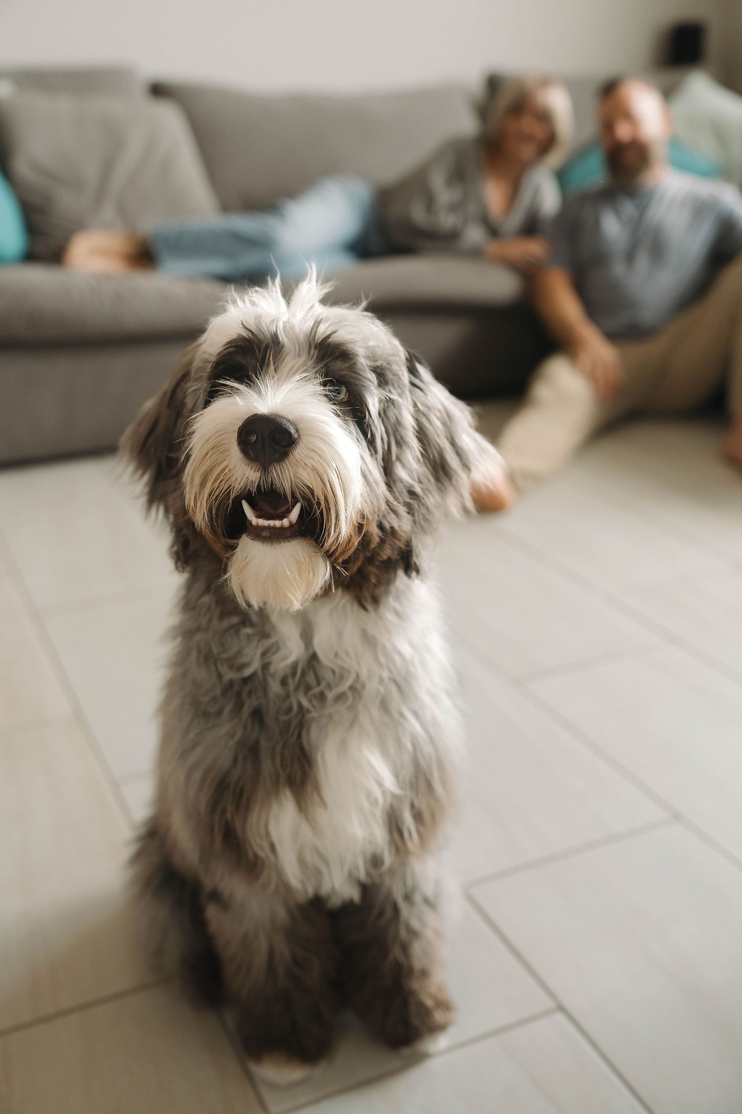 A scruffy grey and white dog sitting on tile floor with expressive facial features.