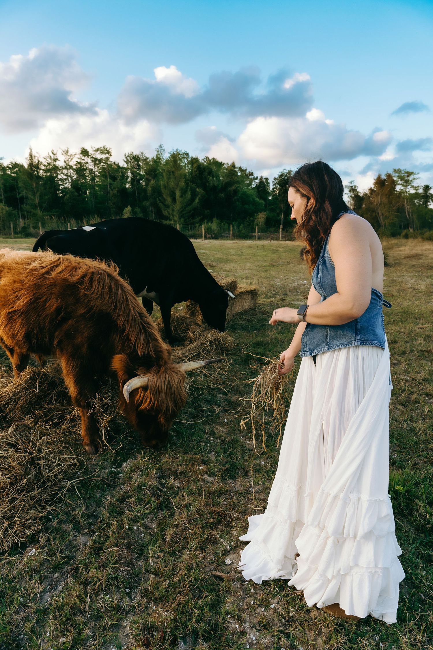 Person in a white dress interacting with highland cattle in a field during sunset.