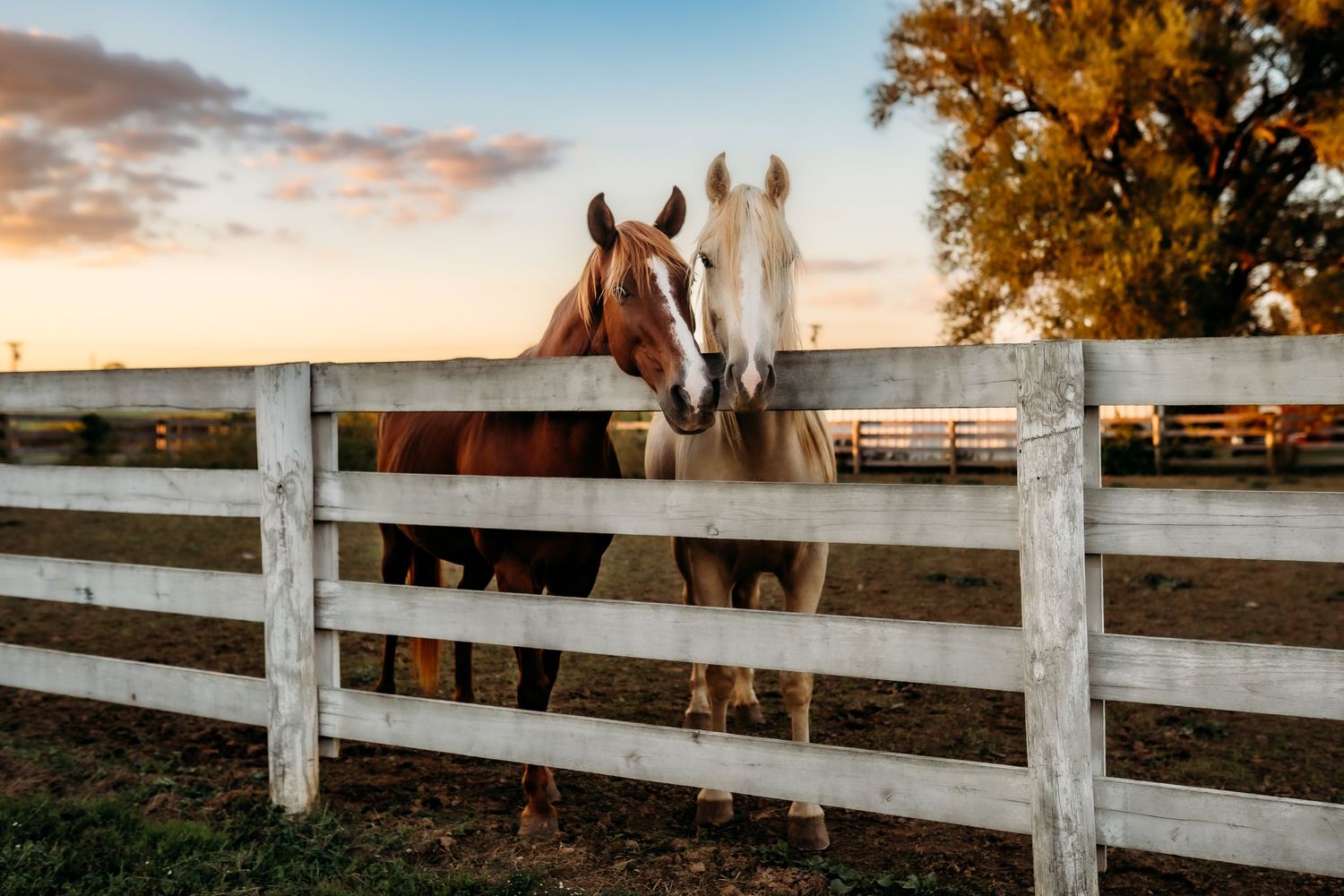 Two horses, one brown and one white, standing together at a white wooden fence at sunset.