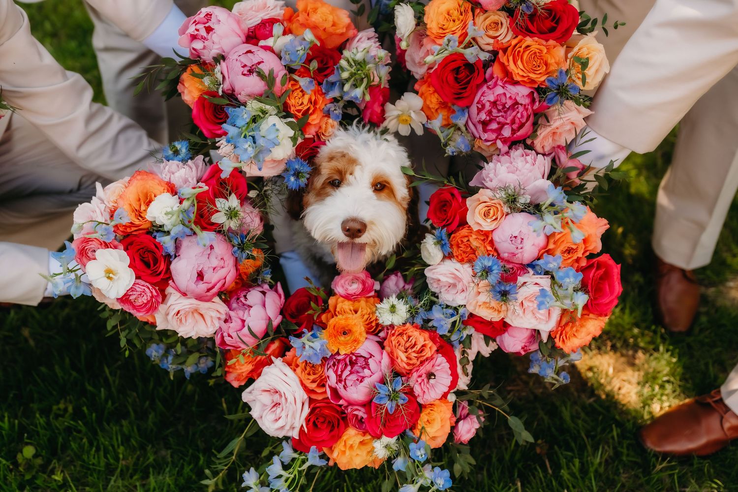 Fluffy dog peeking through a large circular wreath of colorful wedding flowers including peonies and orange roses.