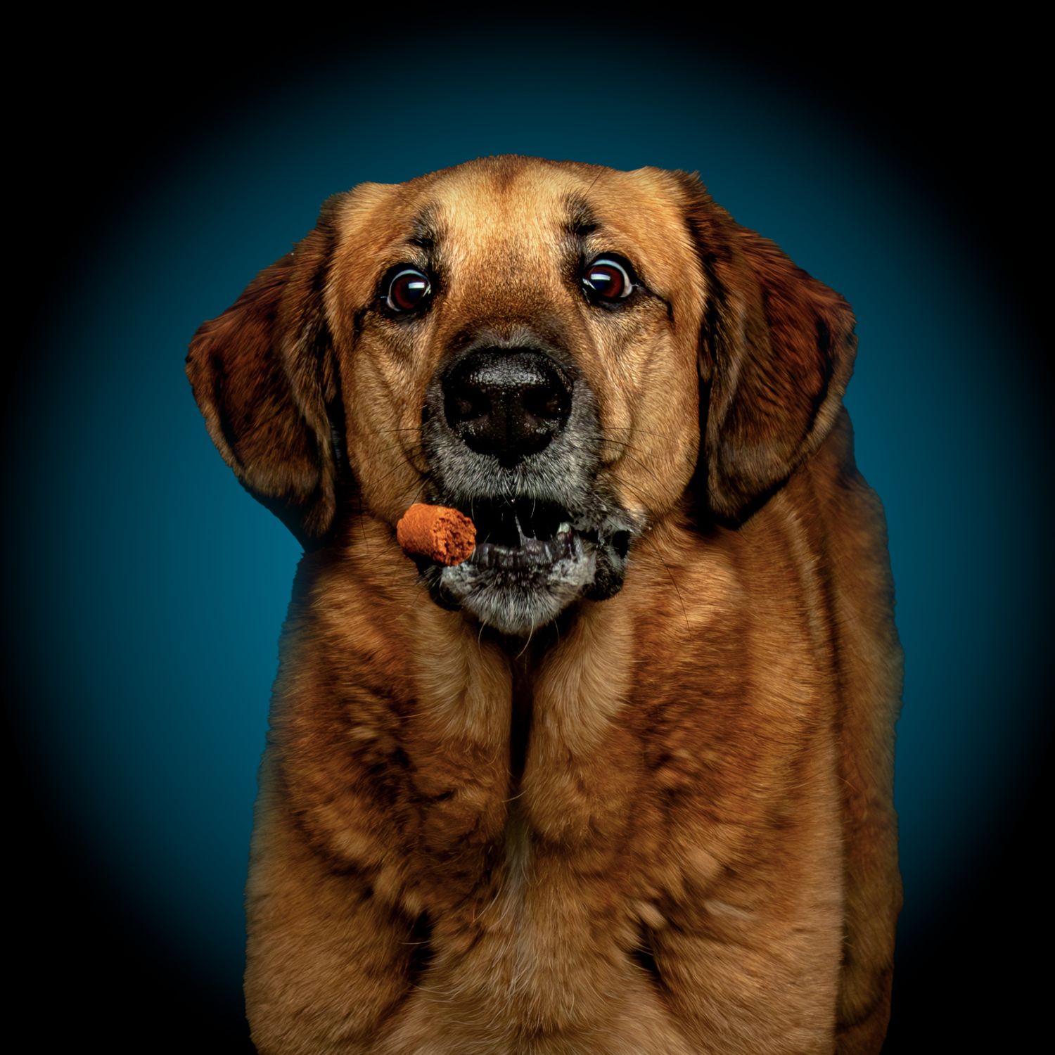 Close-up shots of a brown dog making various animated facial expressions.