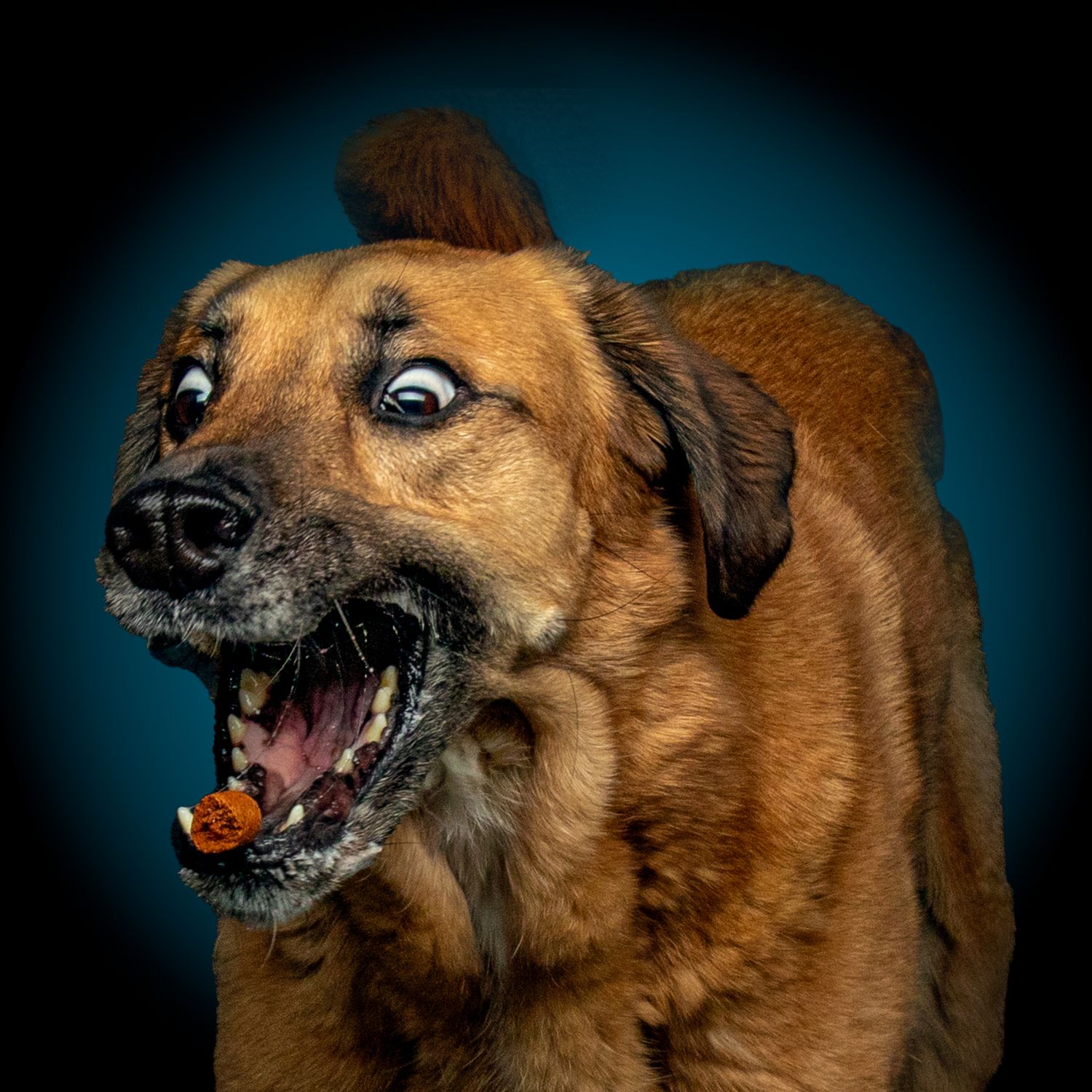 Brown dog snarling and showing aggressive facial expressions in a dramatic portrait sequence against dark background.