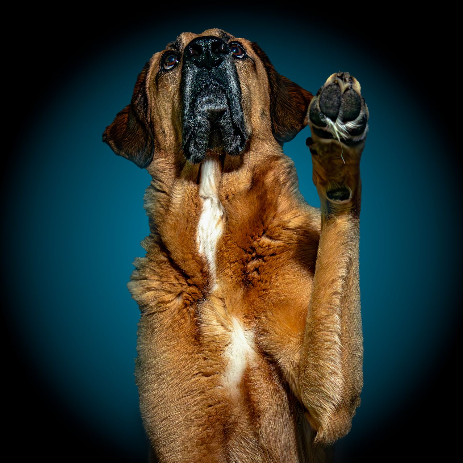 A dog raises its paw and looks up against a blue background in a humorous studio portrait.
