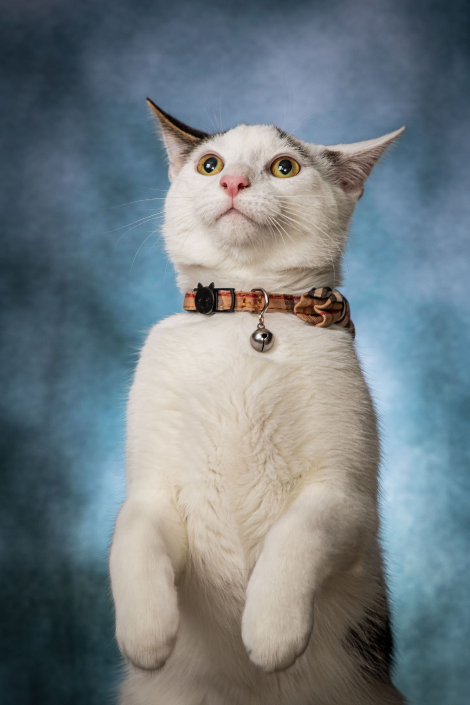 White cat with bright eyes wearing a brown collar looking up against a blue studio background.