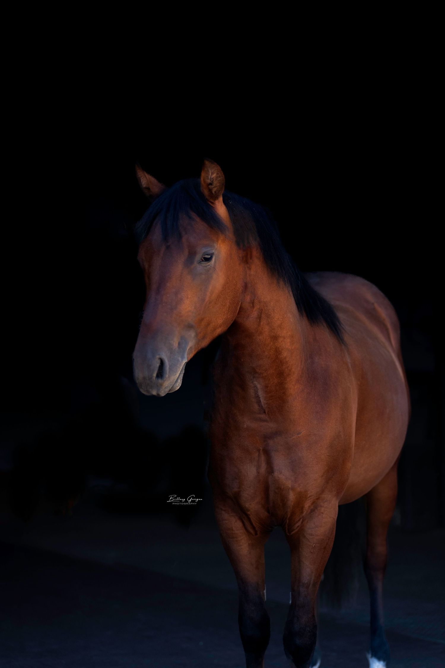 Bay horse standing in dramatic low key lighting against black background showcasing muscular form.