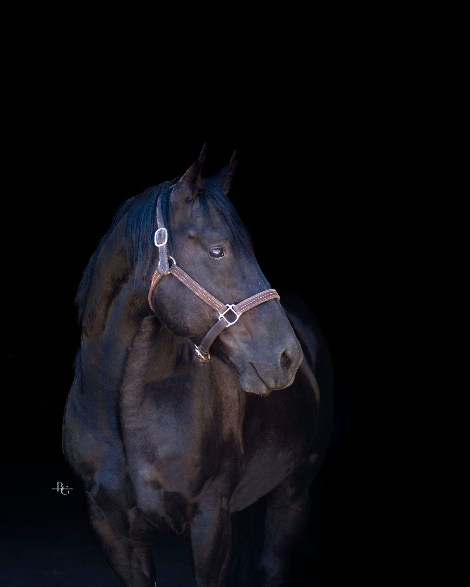 A dark horse with white bridle photographed against black background in dramatic lighting.