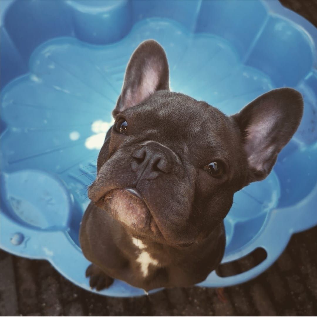 Ontmoet mijn hond Milo! Hij maakt deel uit van mijn gezin en voegt altijd wat extra gezelligheid toe aan mijn werk als fotograaf.