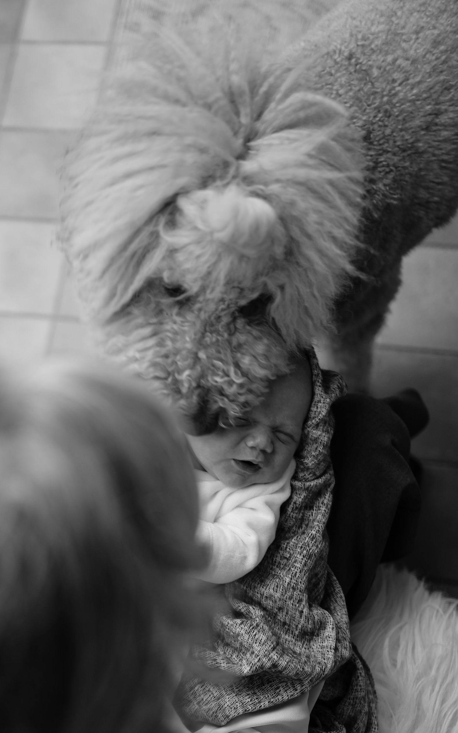 Tijdens de shoot leg ik ook jullie honden vast, want die horen natuurlijk bij het gezin. In jullie eigen omgeving rondom Eindhoven