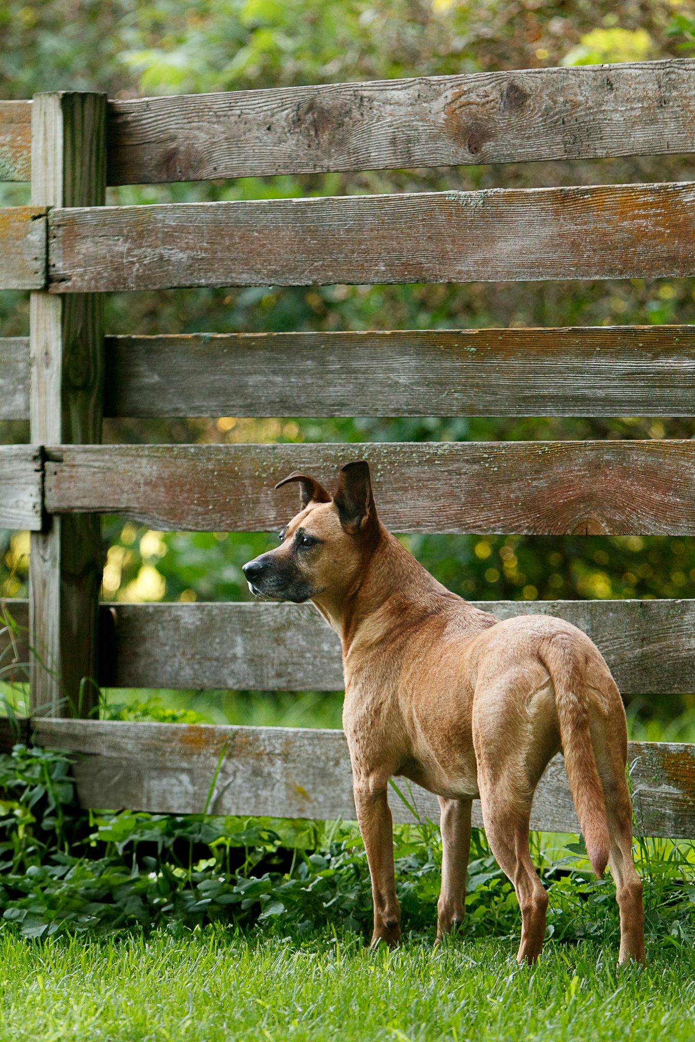 A tan colored dog stands alert by a weathered wooden fence in a garden setting.