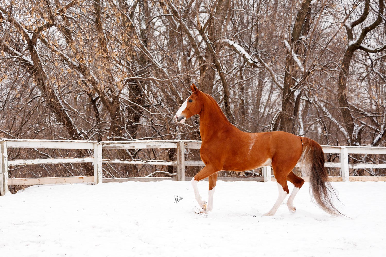 A fancy Dutch Harness horse showing off in fresh snow in a winter pasture with wooden fencing.