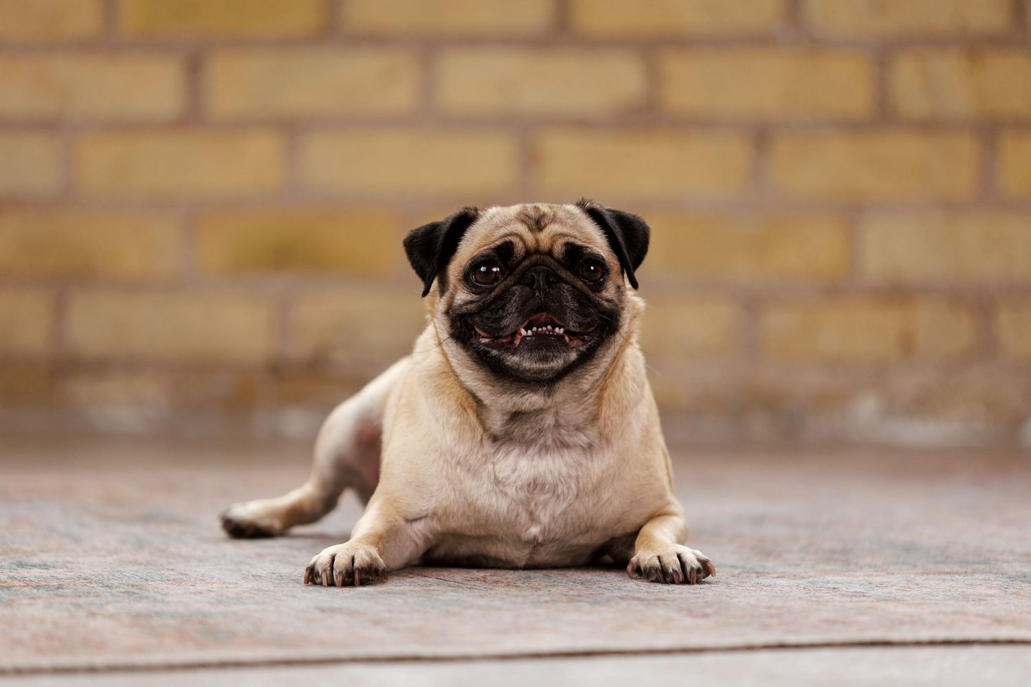 Pug dog lounging on brick surface with relaxed expression.
