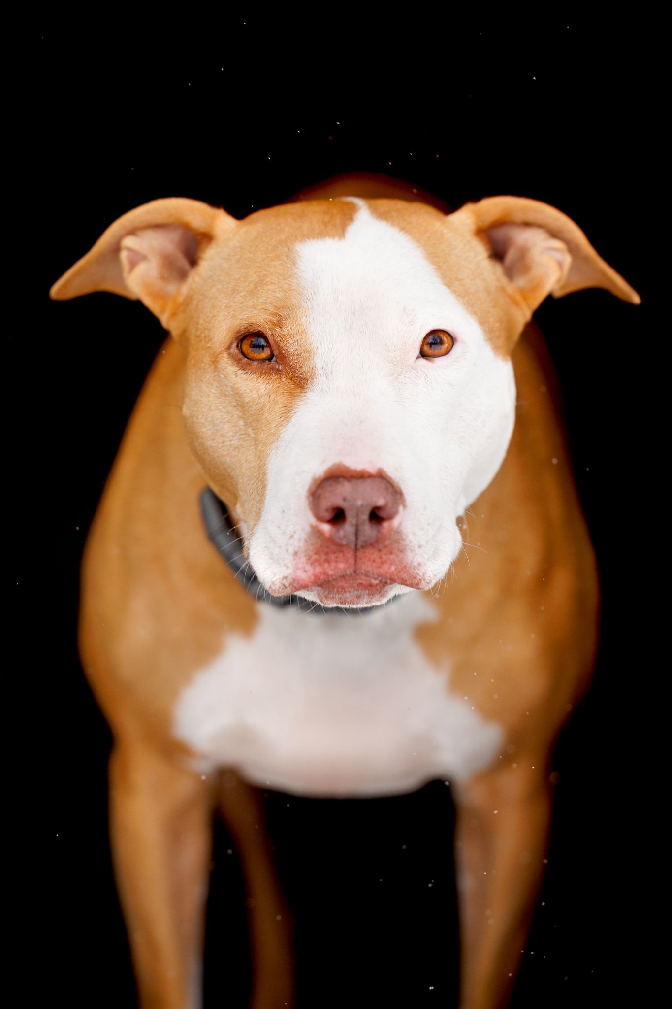 Tan and white pit bull portrait against black background.