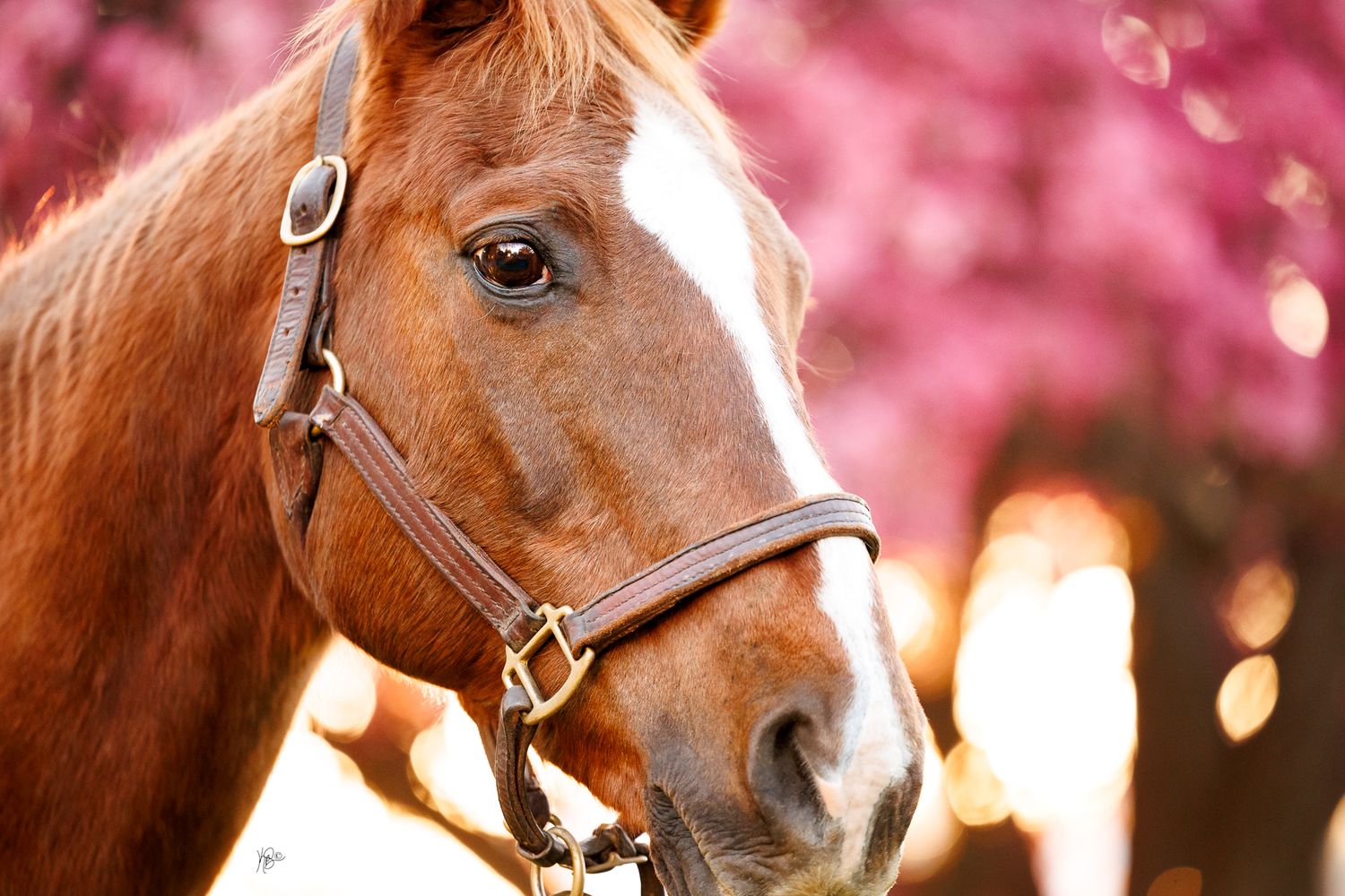 Close-up portrait of a chestnut horse wearing a leather halter with pink trees in the background.
