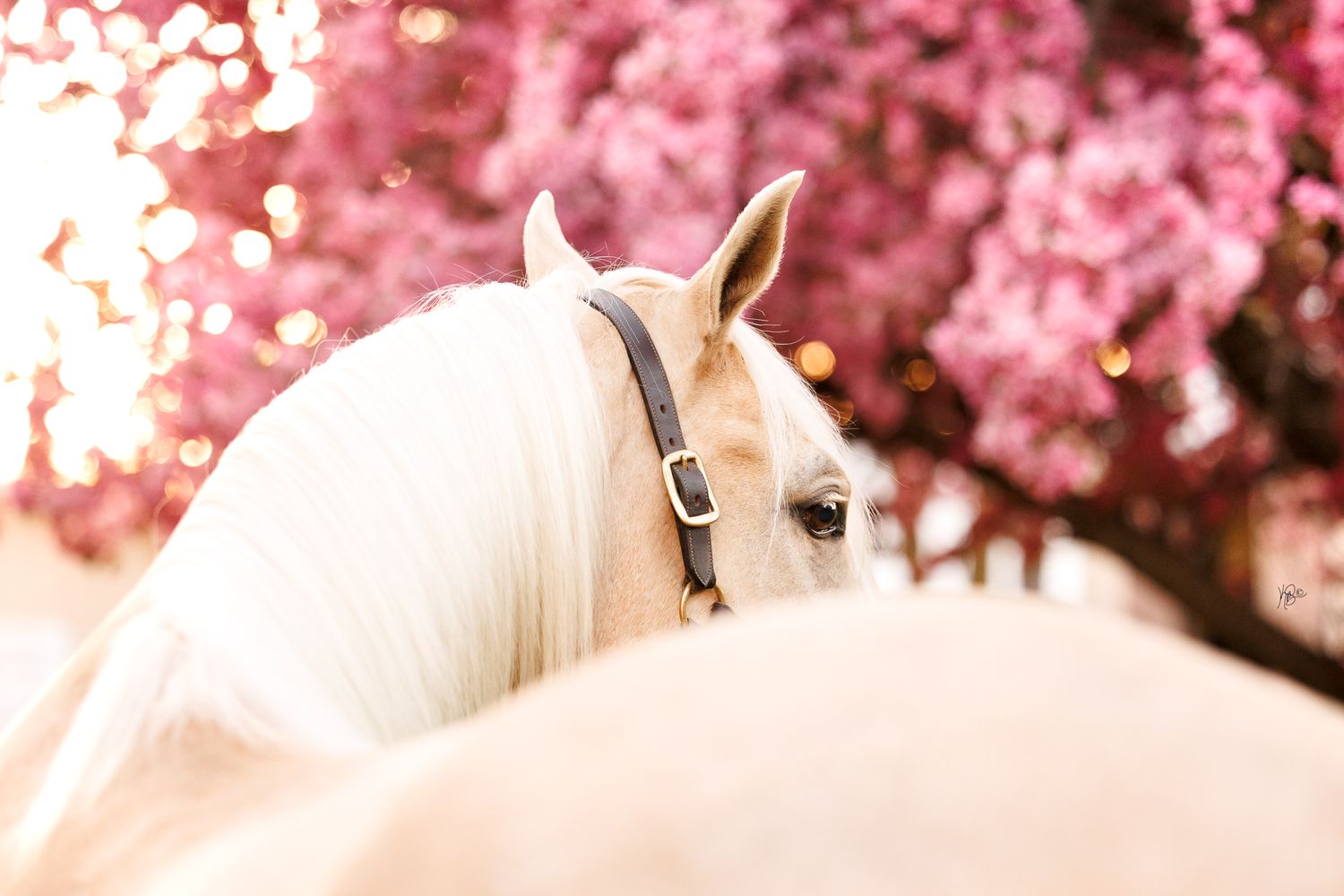 An over-the-back shot of a palomino horse in front of blooming pink flowers.
