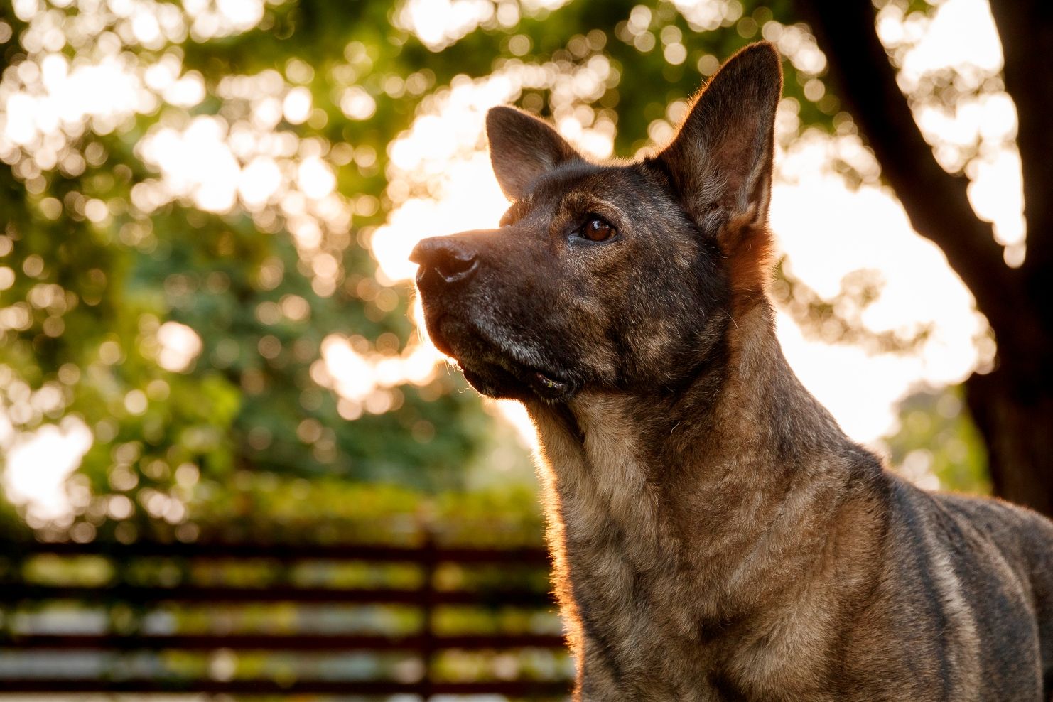 German Shepherd dog in profile against sunset with trees in background.