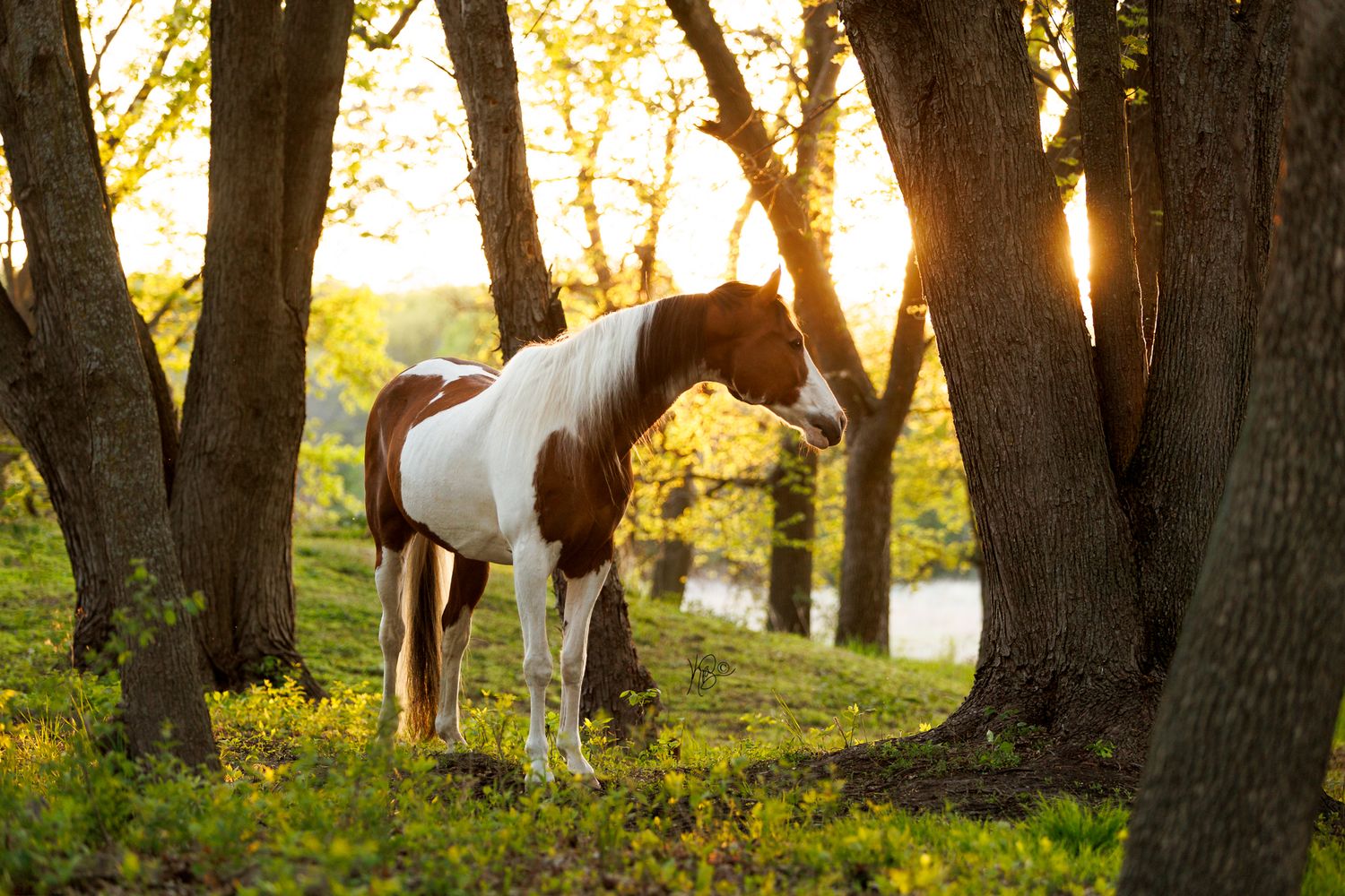 A pinto horse looks off into a sunlit forest meadow during golden hour as sunbeams filter through the trees.