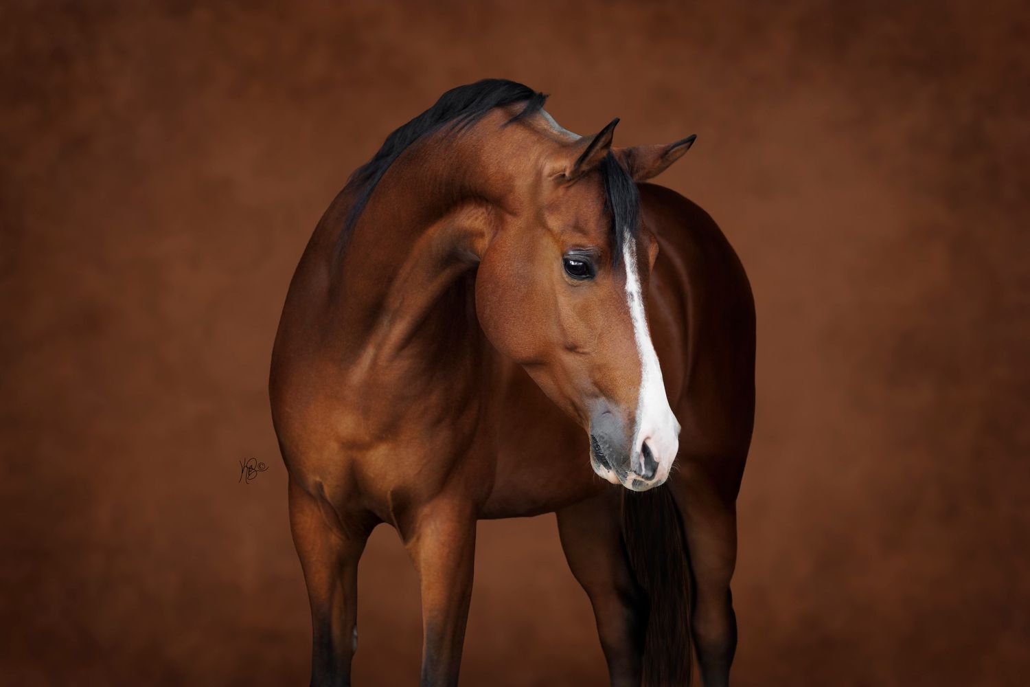 Studio portrait of a stunning arabian horse against a custom brown backdrop