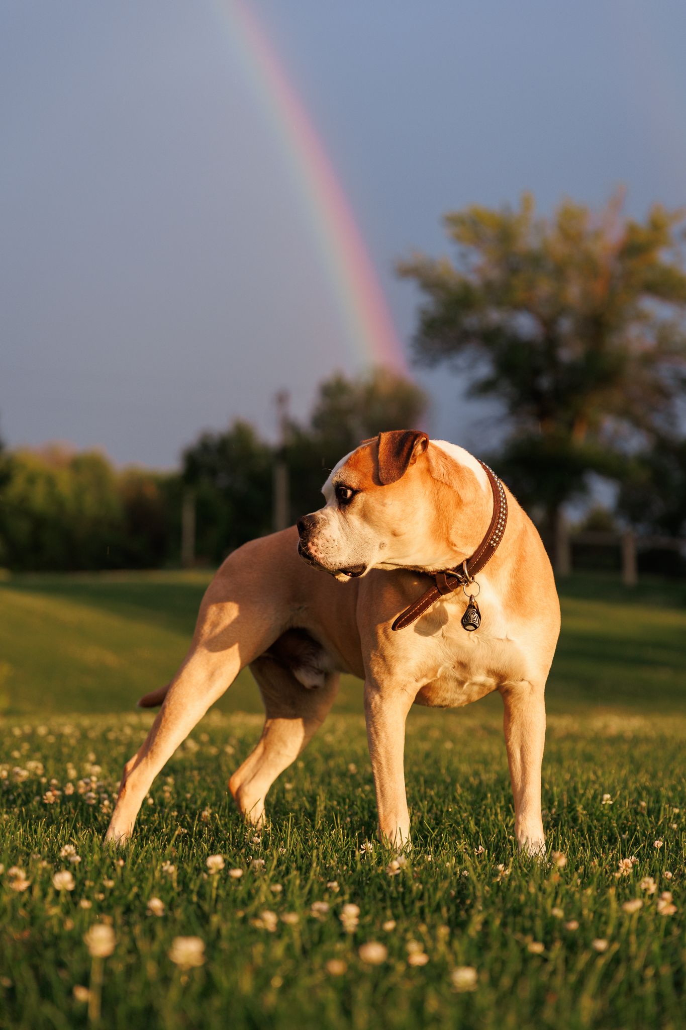 Tan dog standing in field of dandelions with rainbow visible in evening sky.