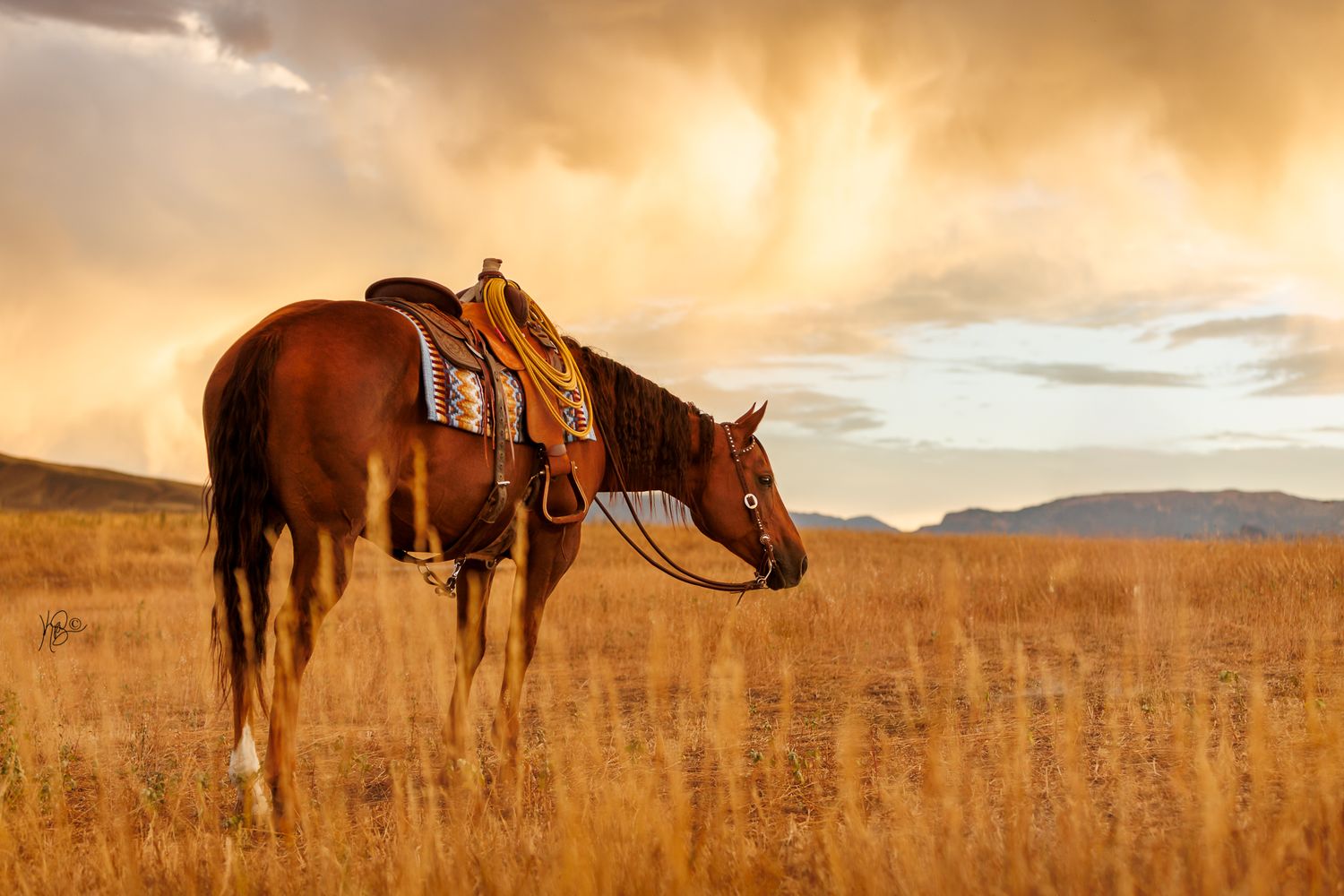 After edit image of a quarter horse portrait against a dynamic sky in the plains of Wyoming